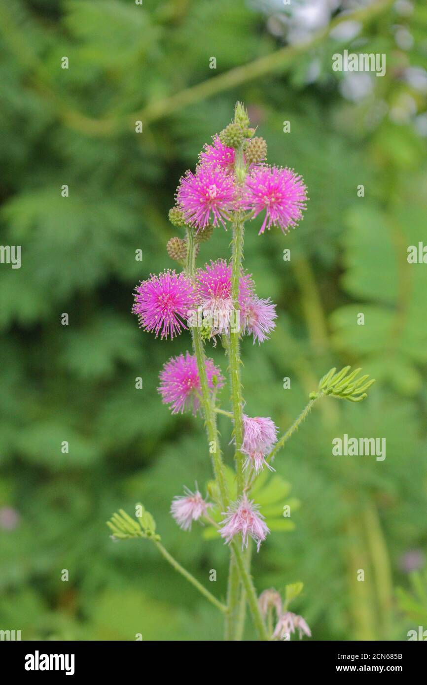 Schöne Dorn Blume, rosa Blume, Blume in asien Bilder Stockfoto