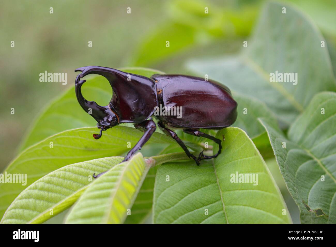 Hornkäfer, Nashornkäfer, Hornkäfer auf dem Blatt in der Natur Stockfoto