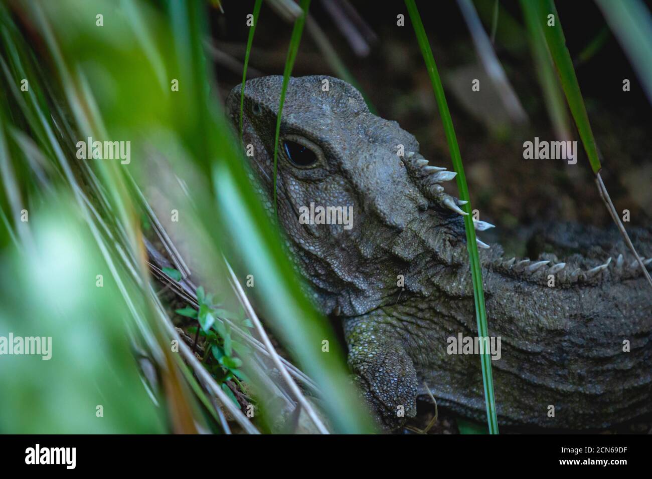 Tuatara, ein nachtaktives Reptil aus Neuseeland, in der Abenddämmerung Stockfoto