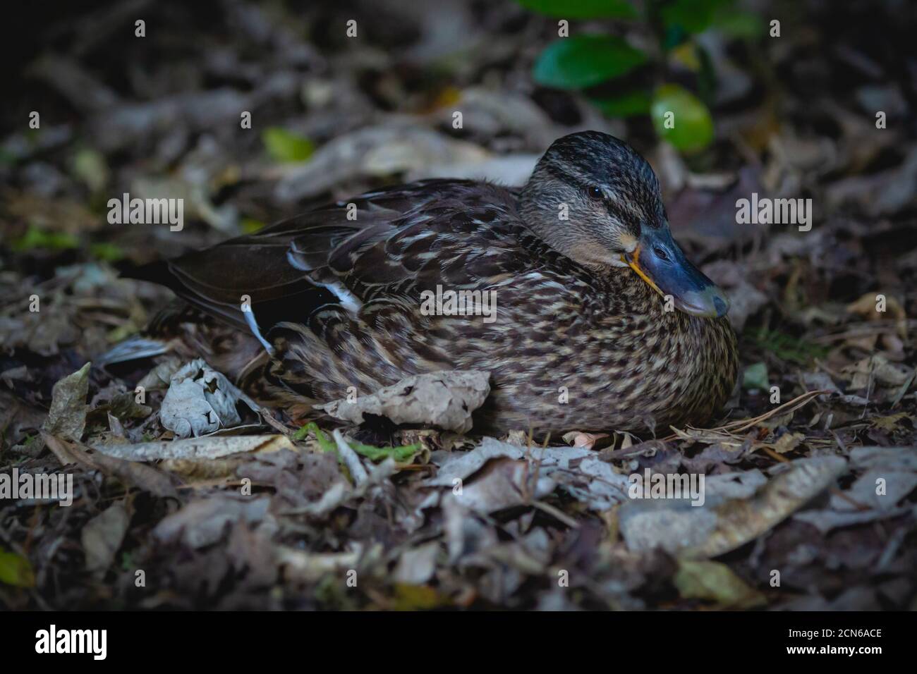 Pāteke, eine Ente aus Neuseeland, sitzt auf dem Boden Stockfoto