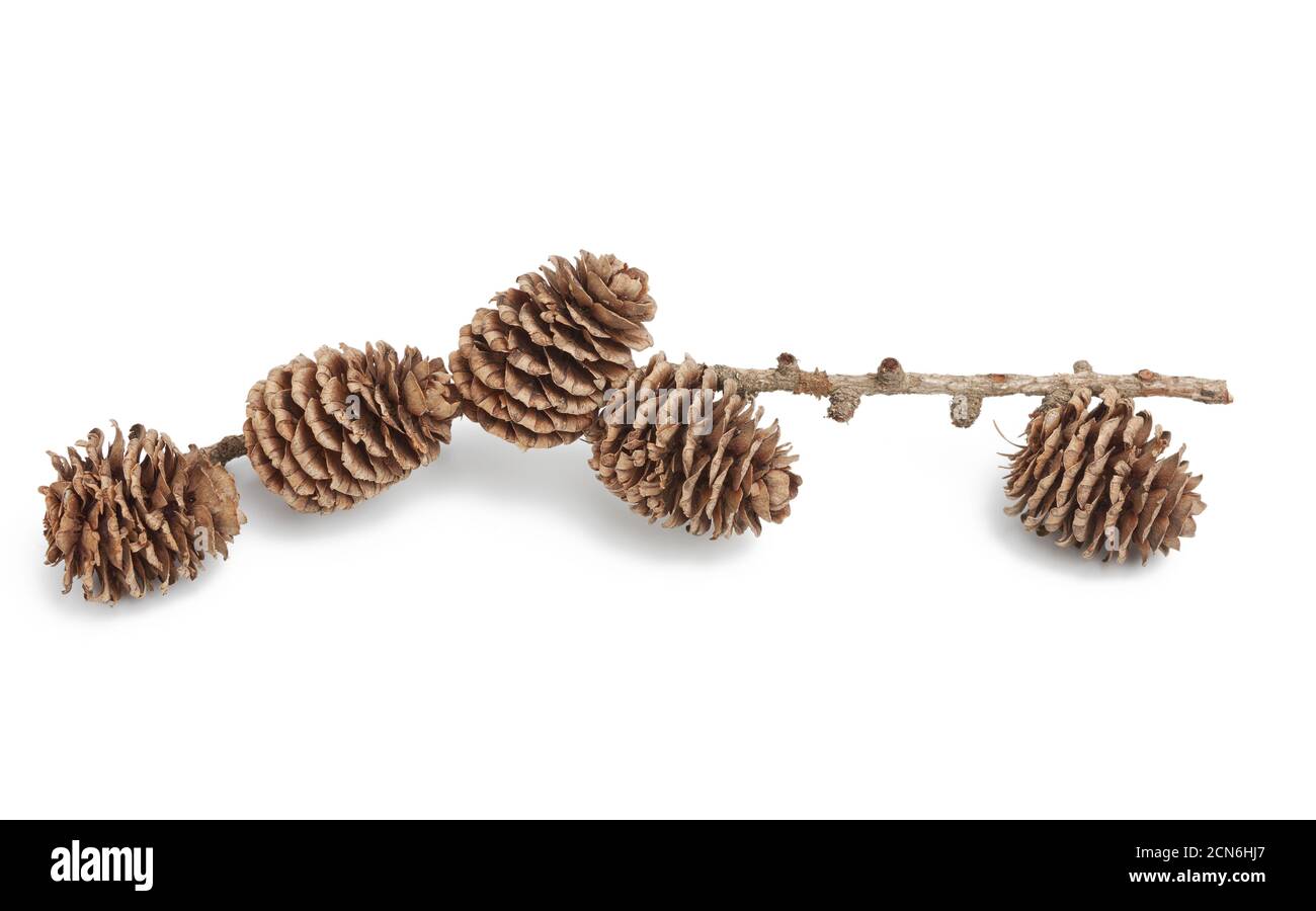 Zweig mit trockenen Kegeln der japanischen Lärche isoliert auf a Weißer Hintergrund Stockfoto