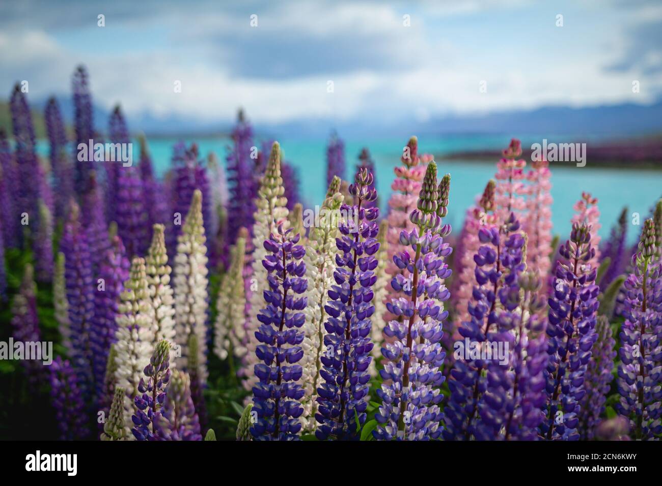 Wilde Lupinen, die am Ufer des Lake Tekapo in wachsen Neuseeland Stockfoto