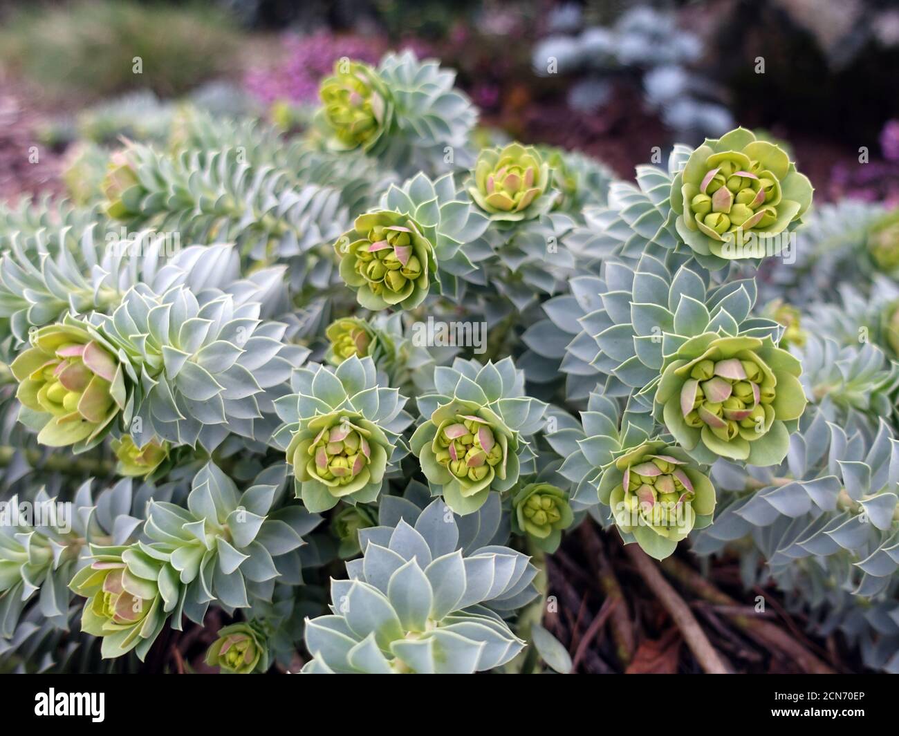 myrtenspurge, Blauspurge oder Breitblättriger Blauspurge (Euphorbia myrsinites) Stockfoto