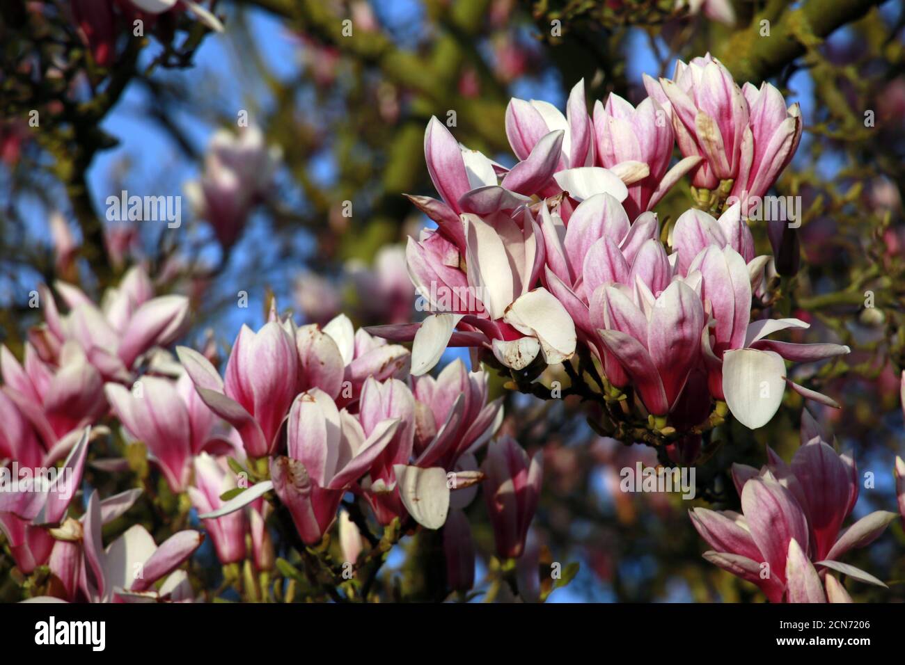 Magnolia Hybride Blüte im Frühjahr Stockfoto