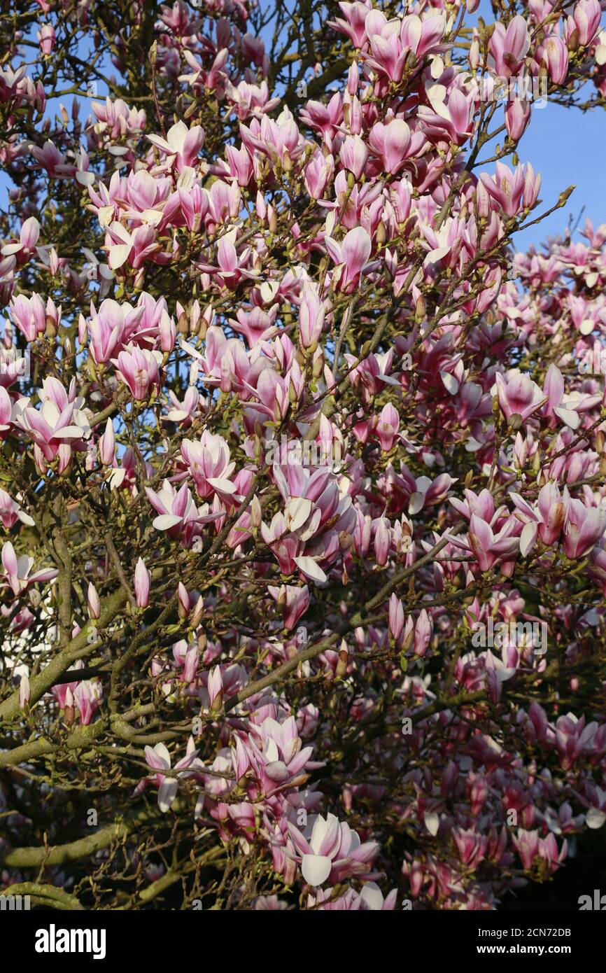 Magnolia Hybride Blüte im Frühjahr Stockfoto