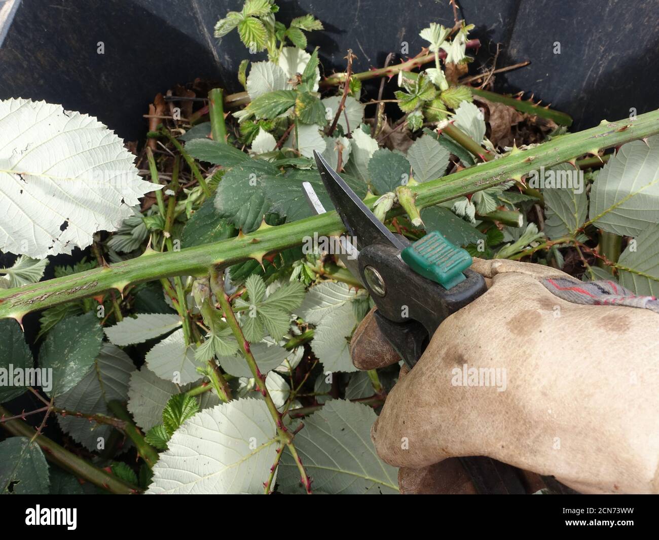 Invasive armenische Brombeere oder Himalaya Brombeere (Rubus armeniacus) - Gärtner schneidet Ranken Stockfoto