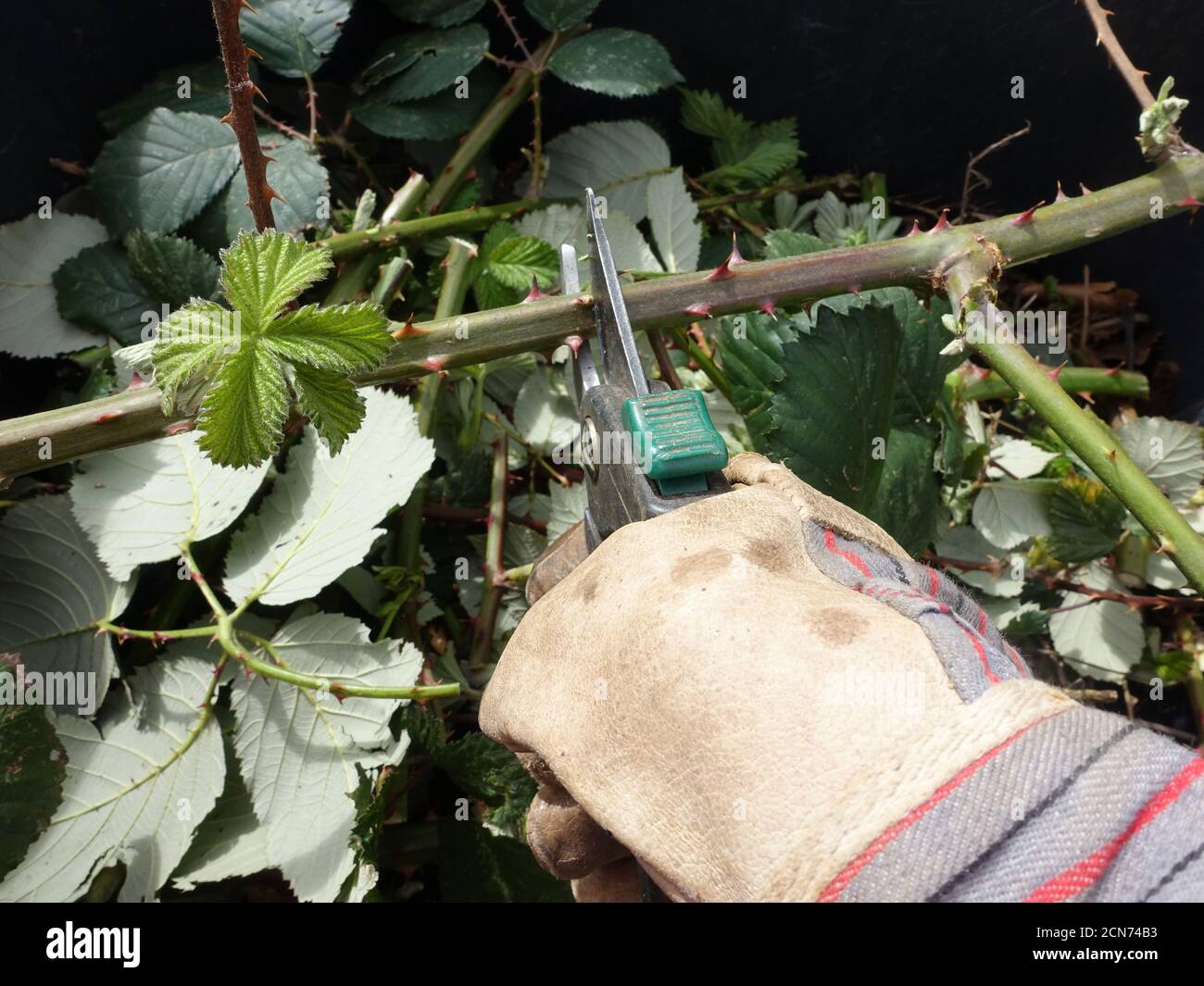 Invasive armenische Brombeere oder Himalaya Brombeere (Rubus armeniacus) - Gärtner schneidet Ranken Stockfoto