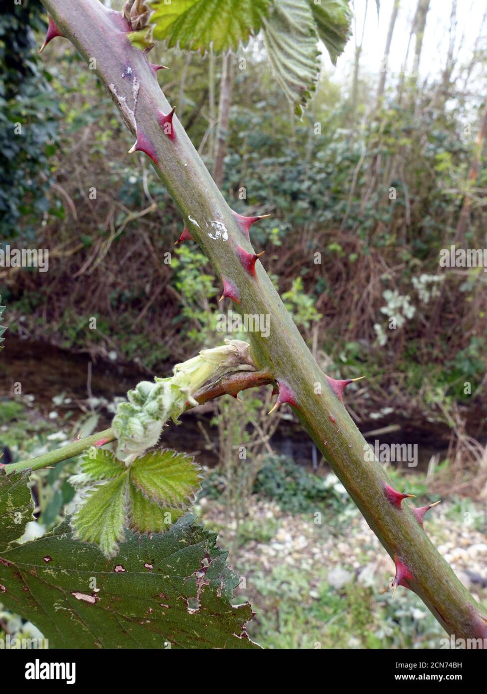 Invasive armenische Brombeere oder Himalaya Brombeere (Rubus armeniacus) - Gärtner schneidet Ranken Stockfoto