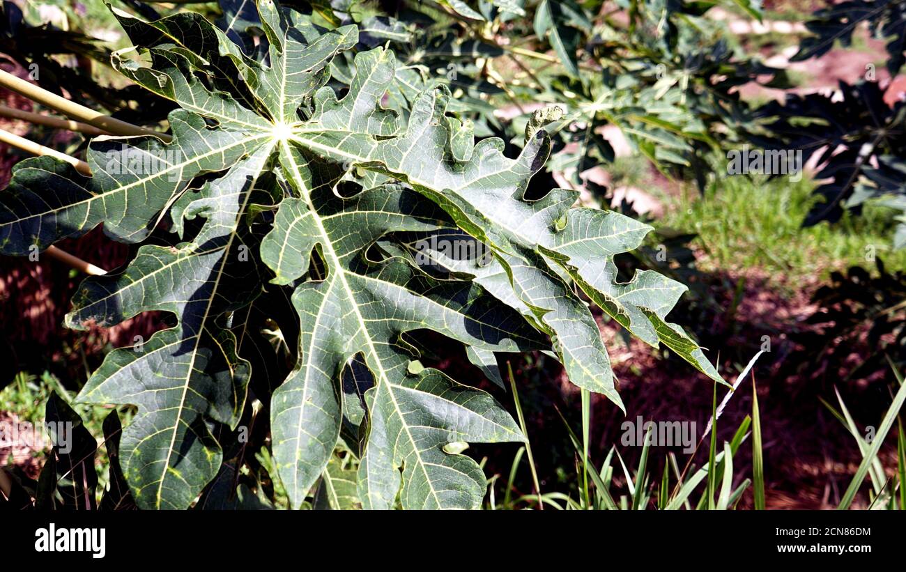 Papaya blätter Fotos und Bildmaterial in hoher Auflösung Alamy