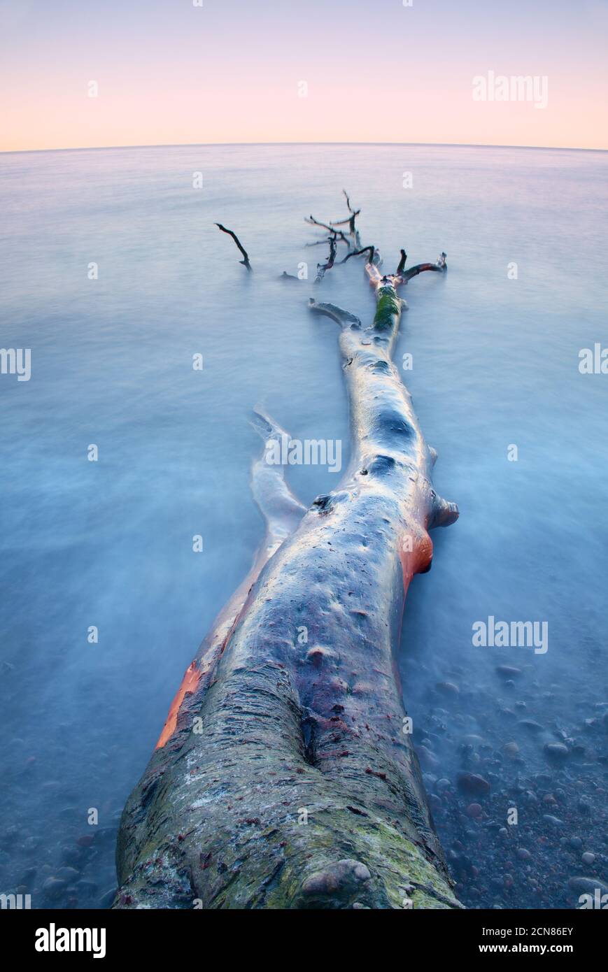 Rosafarbener Himmel über dem glatten, rauchigen Wasserstand. Einsamer gefallener Baum an leerer steiniger Küste. Todesbaum mit Ästen im Wasser Stockfoto