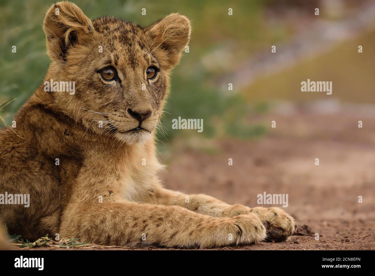 Löwenjunge sitzend, Nairobi National Park, Kenia Stockfoto