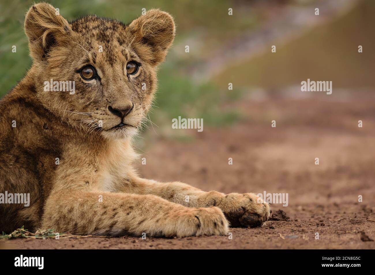 Löwenjungen beim Blick in die Kamera, Nairobi National Park, Kenia Stockfoto