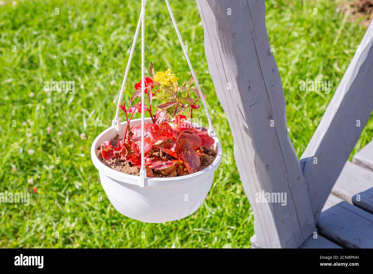 Eine Blume in einem Topf als Element des Gartens Einrichtung Stockfoto