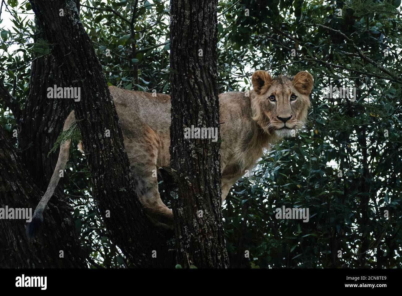 UnterErwachsener Löwe auf einem Baum, Nairobi National Park, Kenia Stockfoto