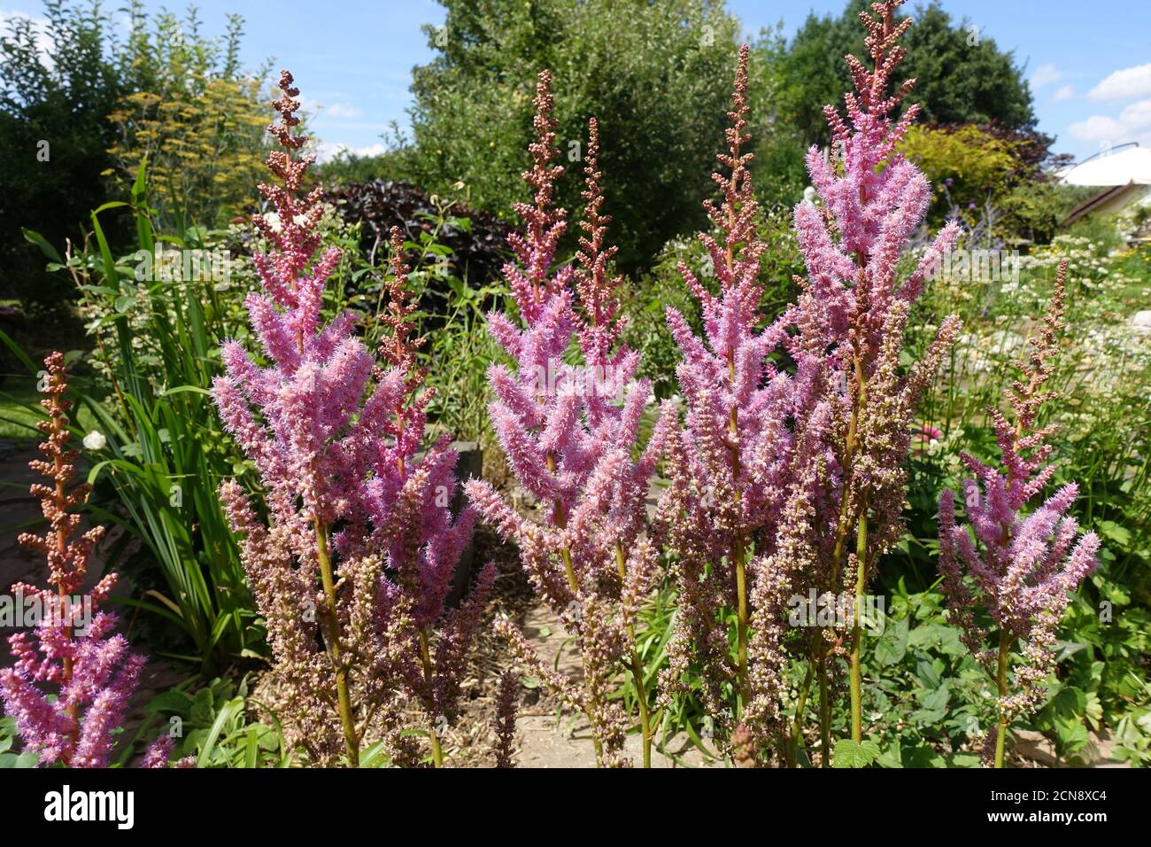 Falscher Ziegenbart, großer Falschbock-Bart oder chinesische Astilbe - Blütenstand und Gewohnheit Stockfoto