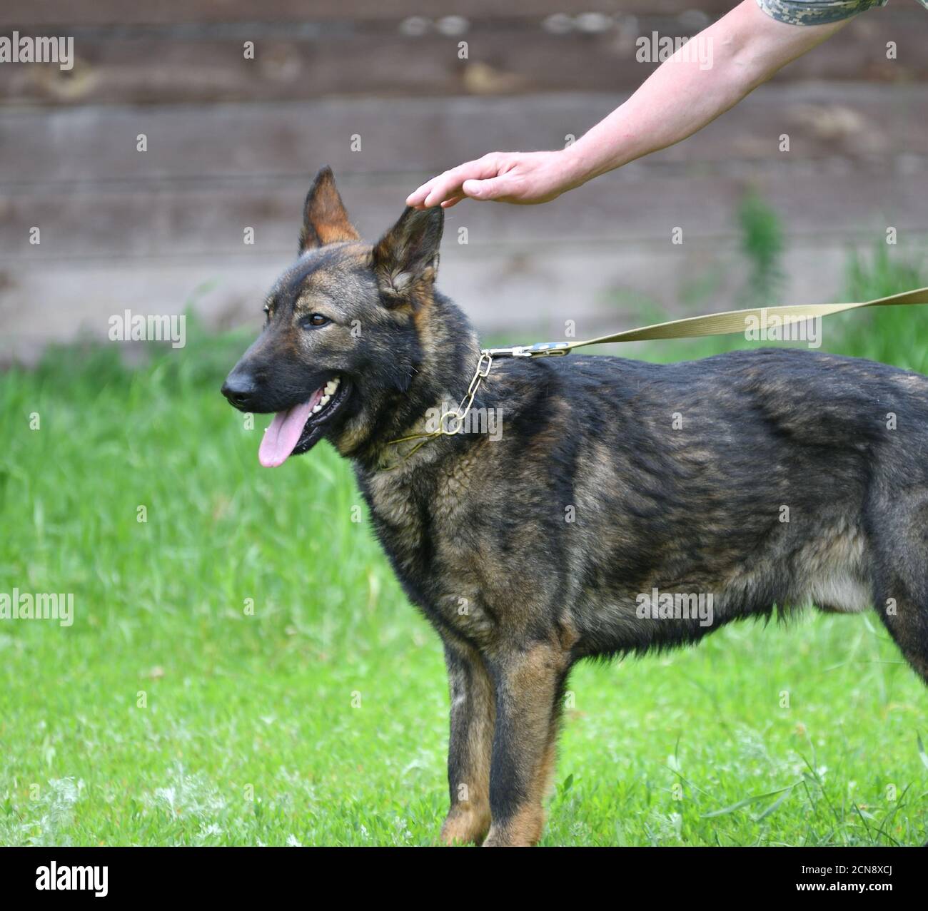 Hunderasse Herder oder Belgischer Schäferhund auf einem Spaziergang Ein  Sommertag Stockfotografie - Alamy