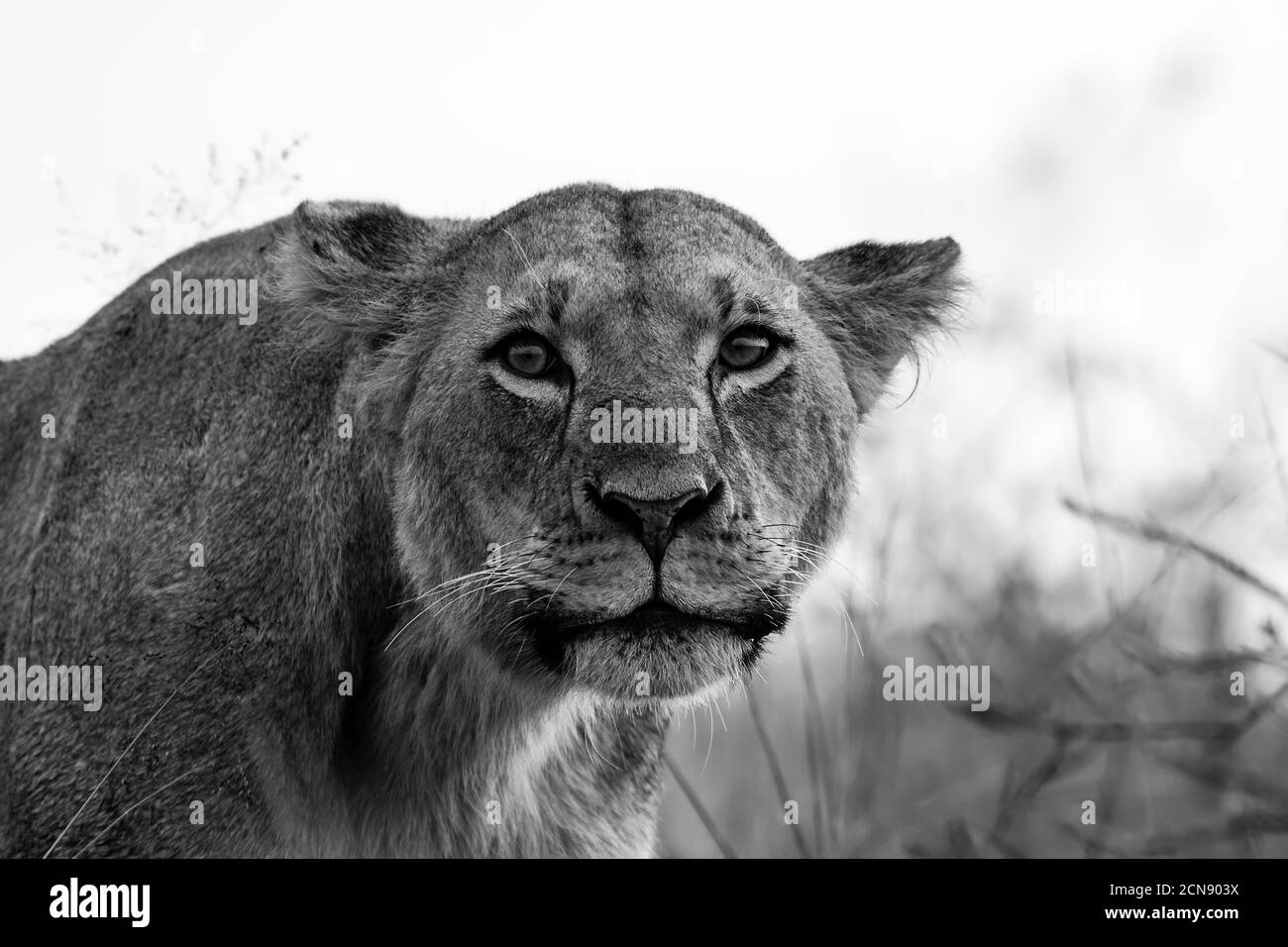 Schwarz-Weiß-Porträt einer Löwin, Nairobi National Park, Kenia Stockfoto
