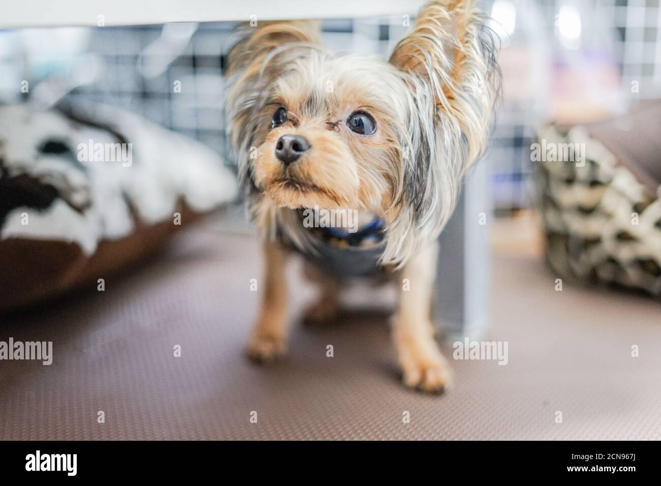 Niedlicher Yorkshire Terrier (Begleittiere) Stockfoto
