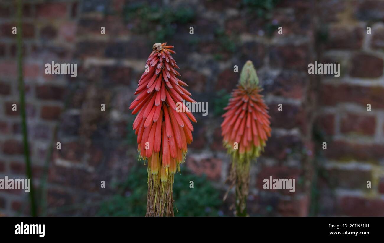 Zwei rote heiße Poker-Blumen oder kniphofia in ummauerten Garten Stockfoto