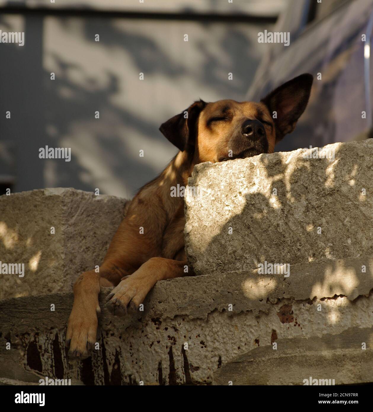Hund schläft. Stockfoto