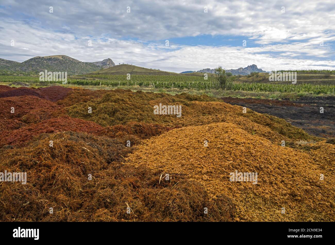 Bagasse nach dem Pressen der Trauben im Weingut. Stockfoto