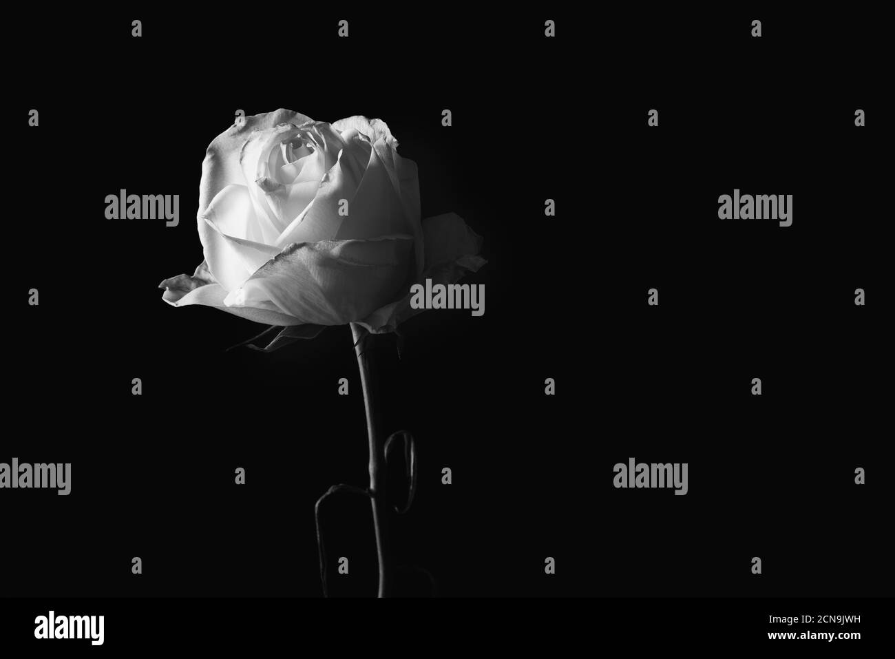 Schwarz-Weiß-Bild einer verwelkten Rose auf einem dunklen Hintergrund mit Kopierraum. Stockfoto