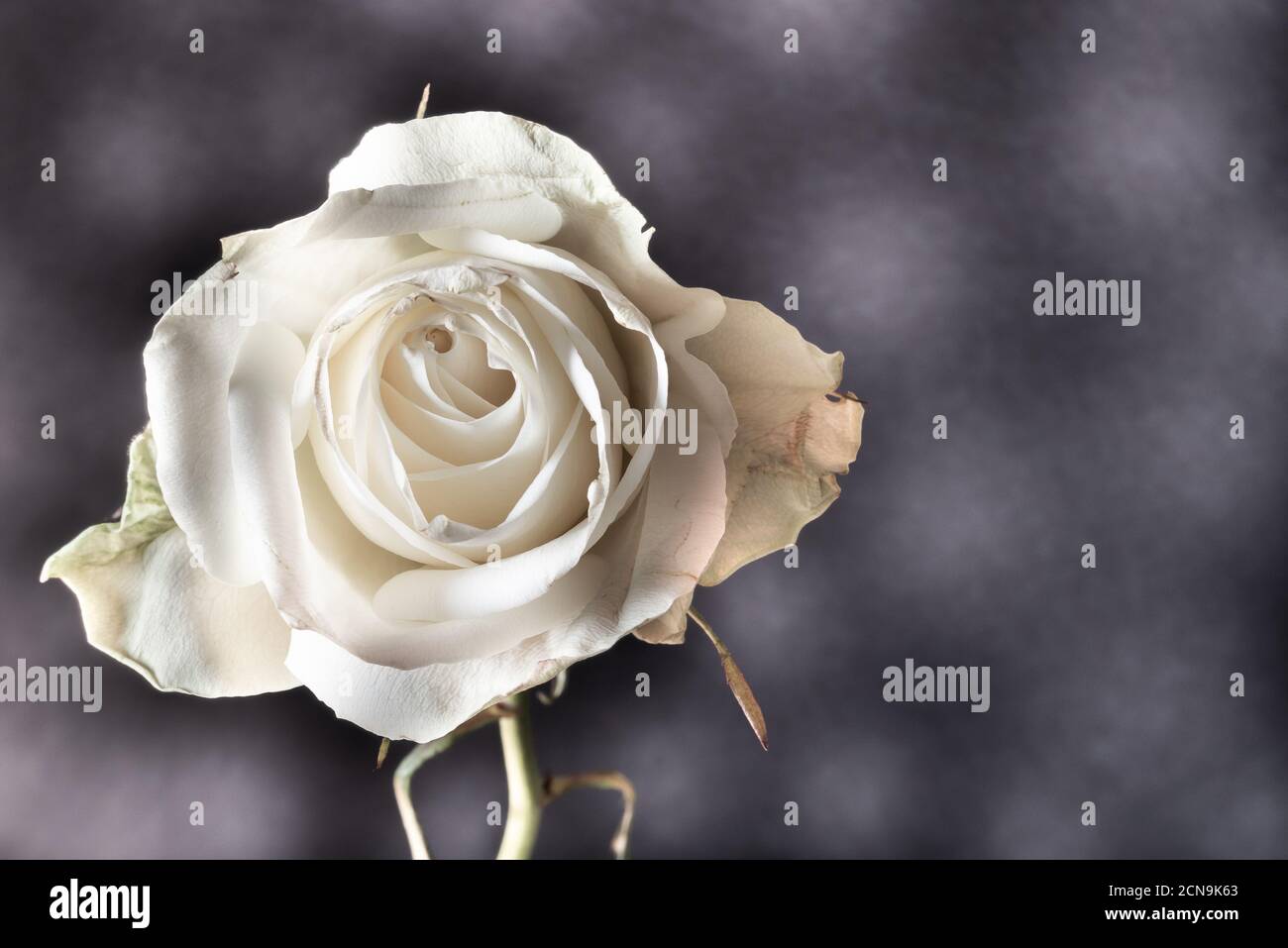 Verwelkte weiße Rose auf einem dunklen Hintergrund mit Kopierraum. Stockfoto