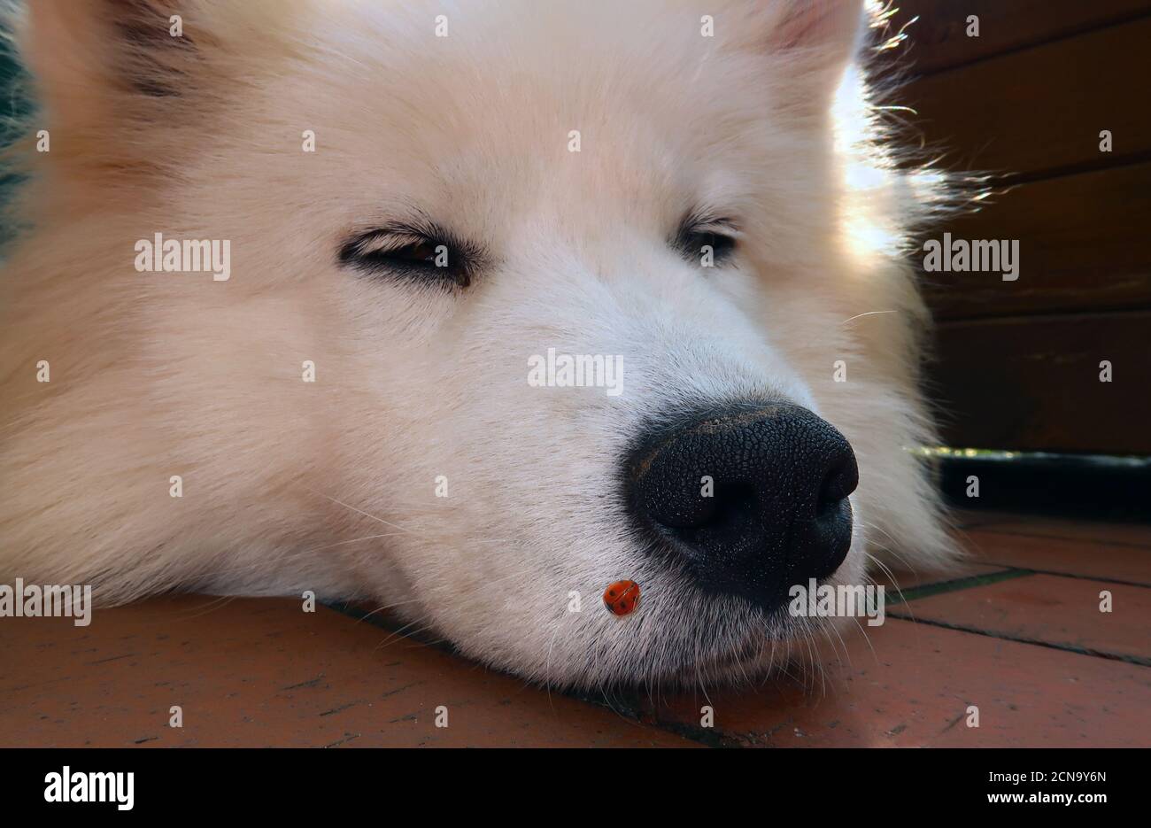 Nahaufnahme eines samoyed-Hundes mit Marienkäfer Auf der Nase Stockfoto