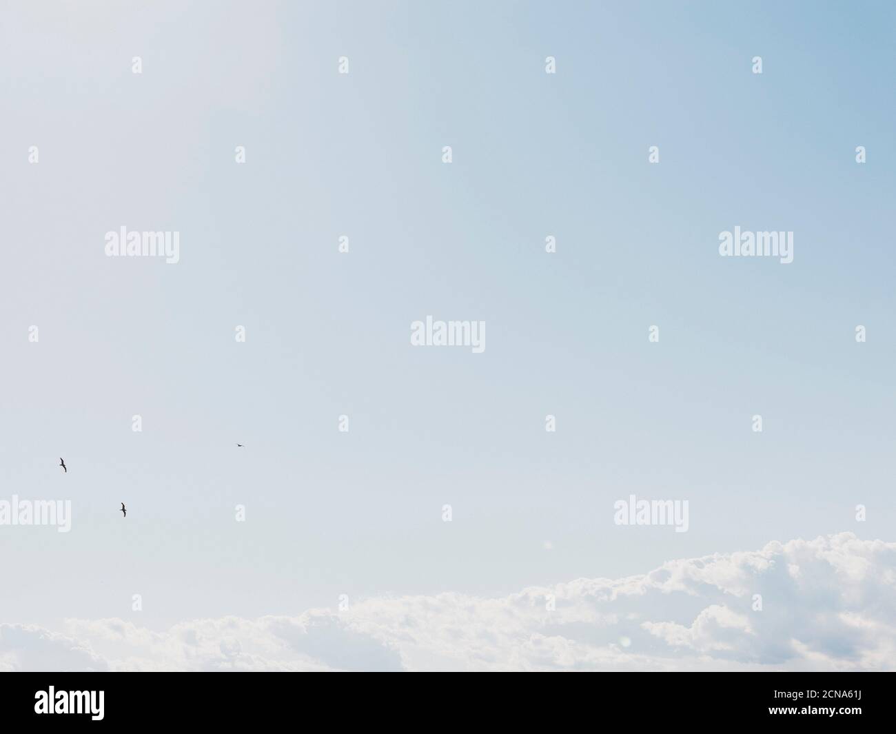 Vögel fliegen über Wolken in sonnigen ruhigen blauen Himmel Stockfoto