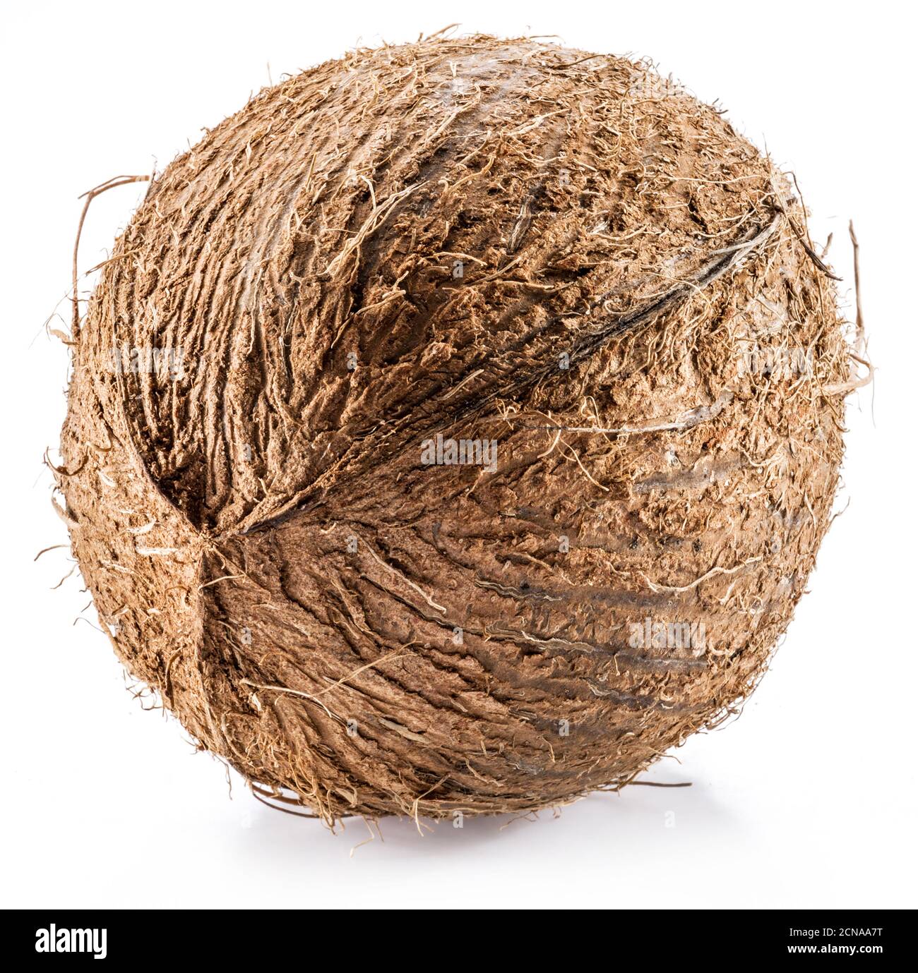 Kokosnuss -große braune tropische Frucht isoliert auf weißem Hintergrund. Stockfoto