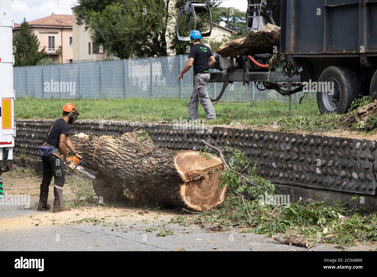 Baumchirurg mit Kettensäge Schneiden von Baum gefällt durch Sturm in der Stadt Verona, Venetien, Italien. Stockfoto