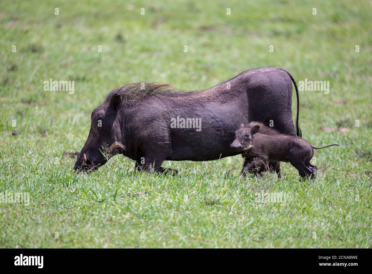Warzenschweine grasen in der Savanne Kenias Stockfoto