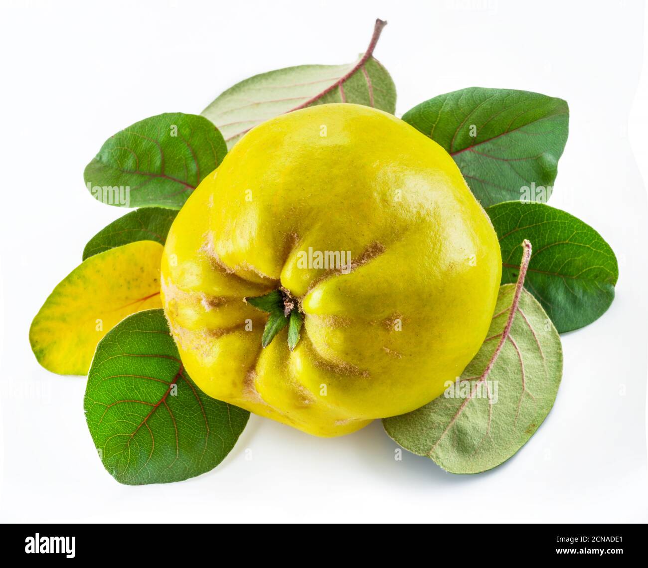 Reife goldgelbe Quinzfrüchte isoliert auf weißem Grund. Kleine Gruppe von Früchten mit Blättern. Stockfoto