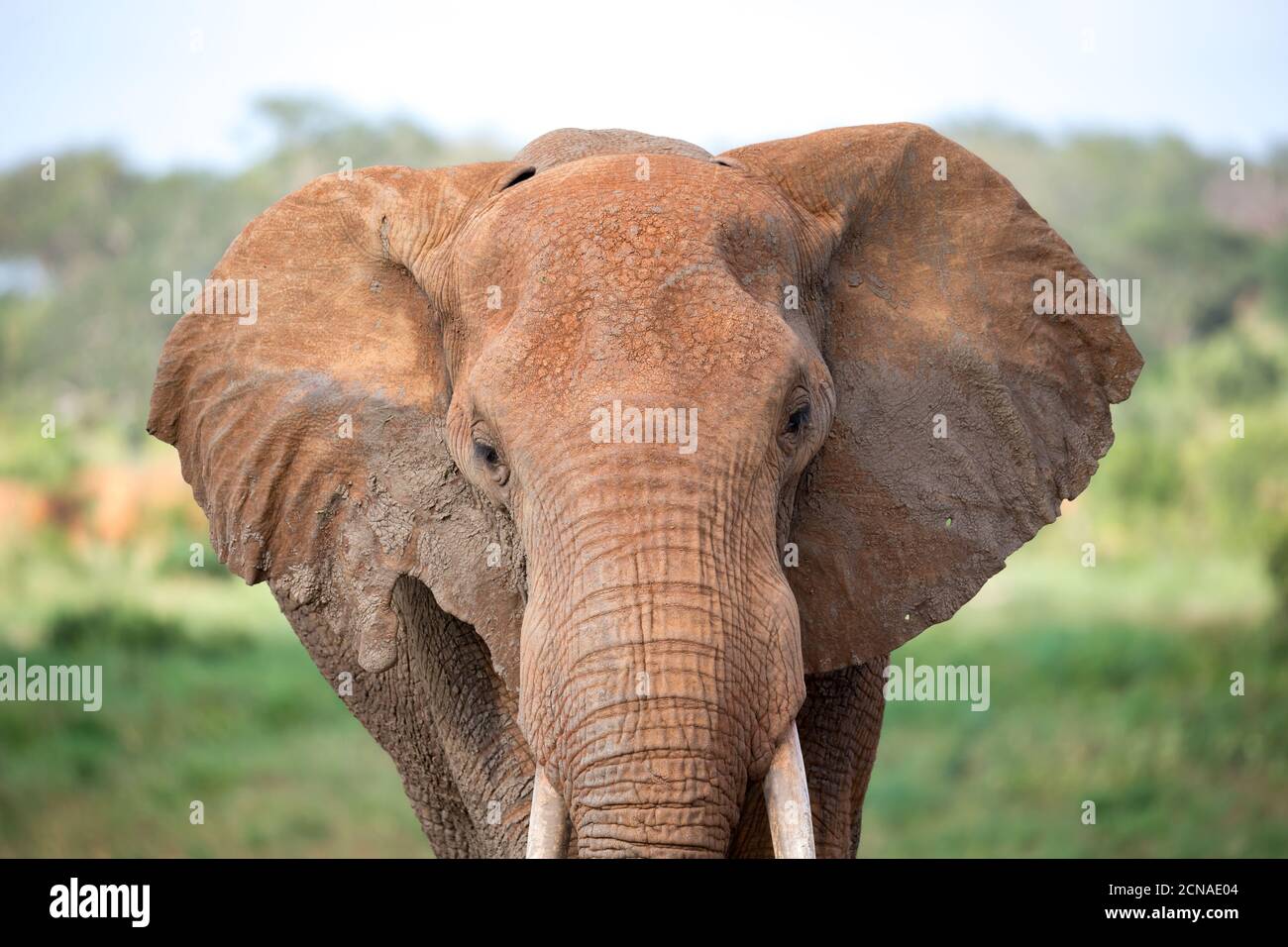 Das Gesicht eines roten Elefanten aus der Nähe aufgenommen Stockfoto