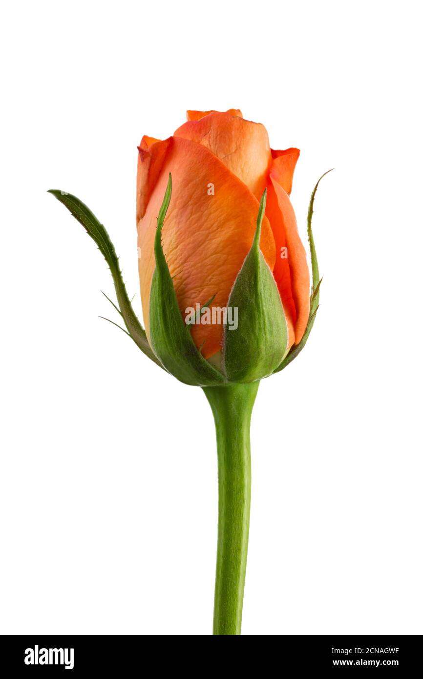 Orange Rose isoliert auf weißem Hintergrund Stockfoto