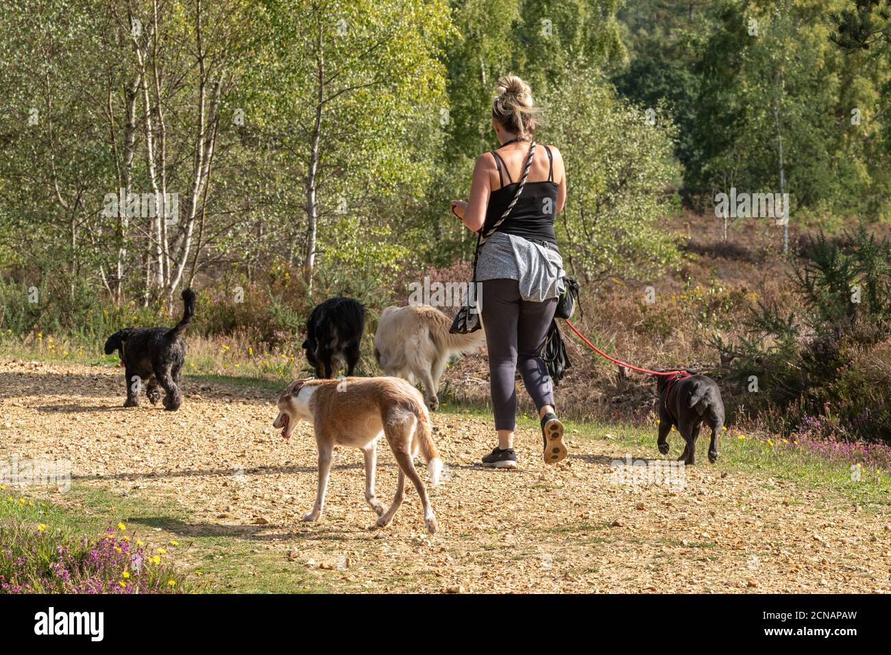 Professioneller Hundespaziergang mit vielen Hunden für einen Spaziergang auf dem Land, Großbritannien Stockfoto
