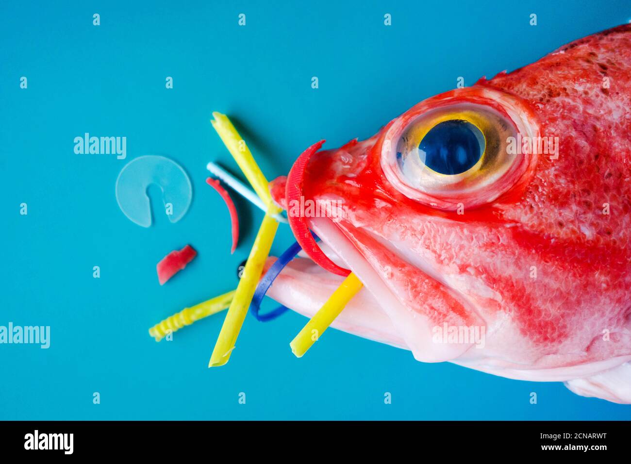 Roter Fisch (Schwarzbauch-Rotbarsch) auf blauem Hintergrund frisst Kunststoffe und Mikroplastik. Konzept der Verschmutzung in den Ozeanen. Stockfoto