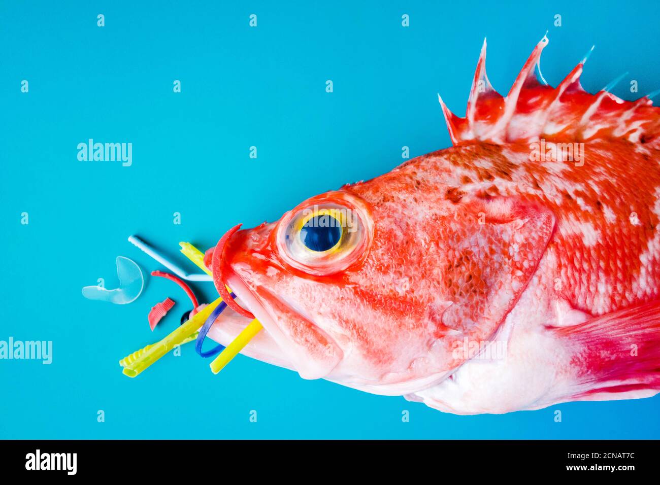 Roter Fisch (Schwarzbauch-Rotbarsch) auf blauem Hintergrund frisst Kunststoffe und Mikroplastik. Konzept der Verschmutzung in den Ozeanen. Stockfoto