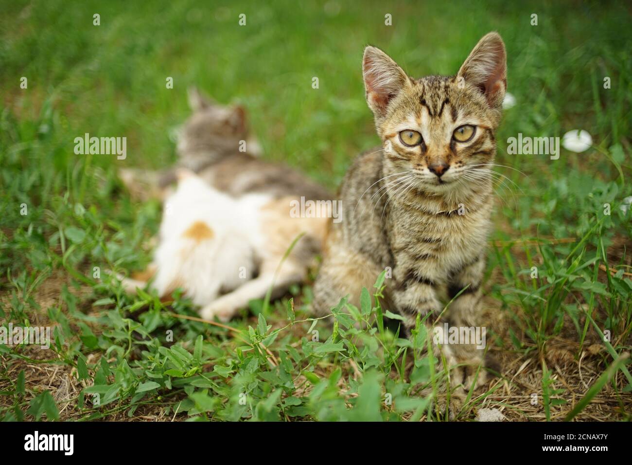 Niedliche gestromte graue Kätzchen sitzen im Sommergarten auf Das grüne Gras Stockfoto
