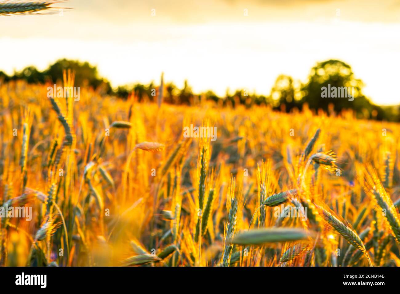 Weizenfeld im Sonnenuntergang Stockfoto