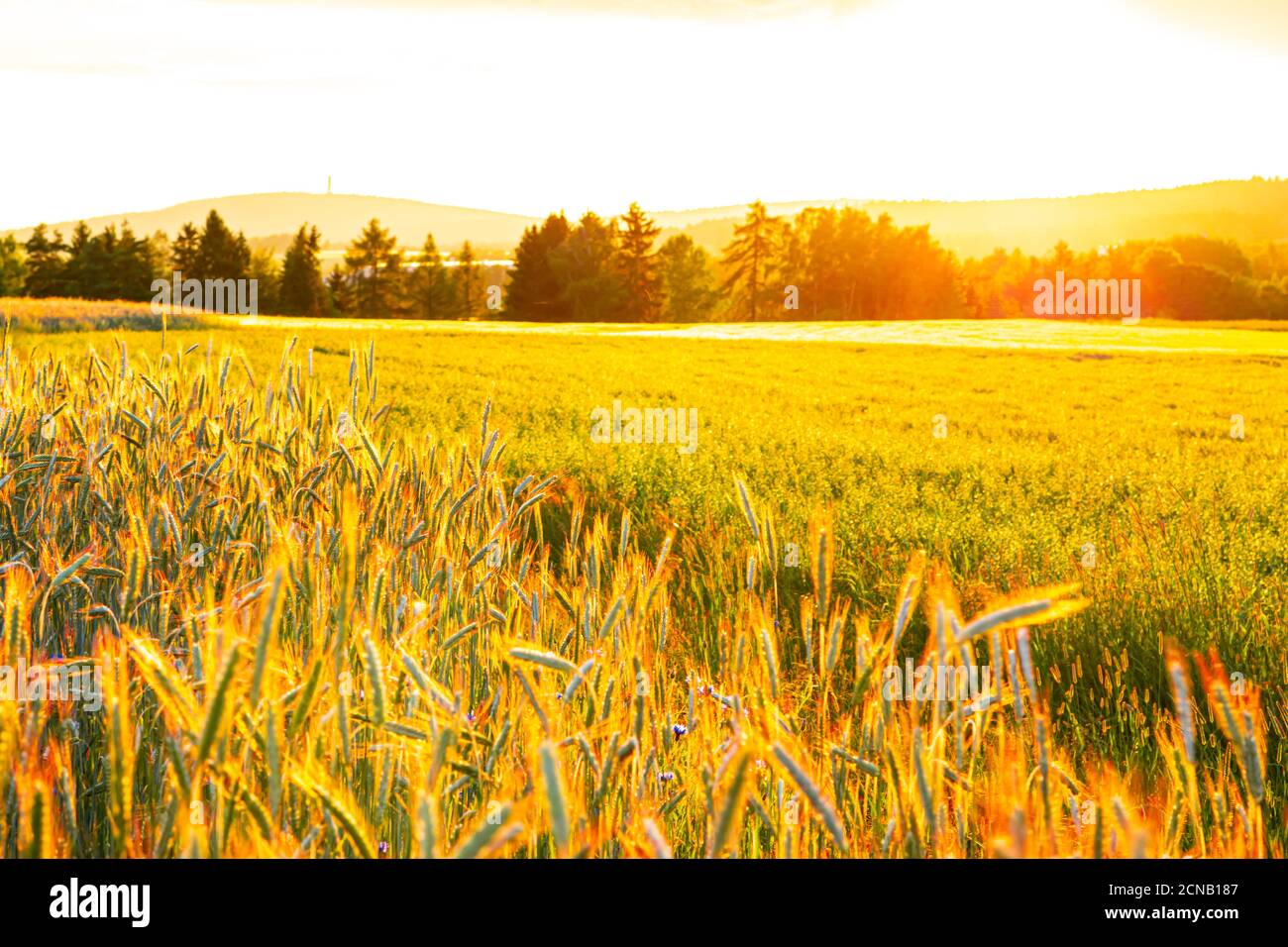 Weizenfeld im Sonnenuntergang Stockfoto