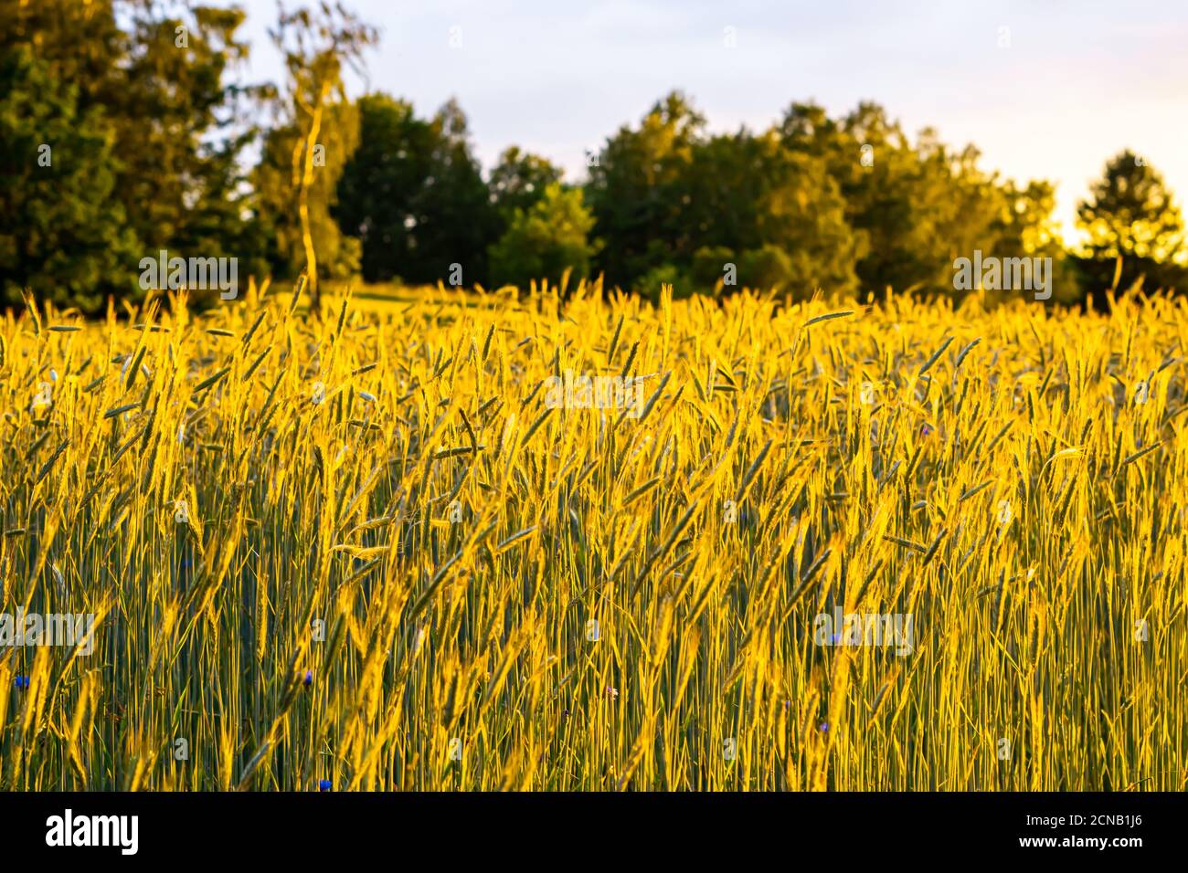 Weizenfeld im Sonnenuntergang Stockfoto