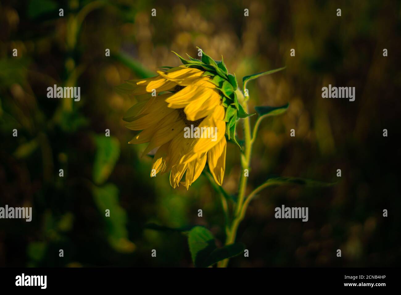 Durstige Sonnenblume - Klimawandel und globale Erwärmung Stockfoto