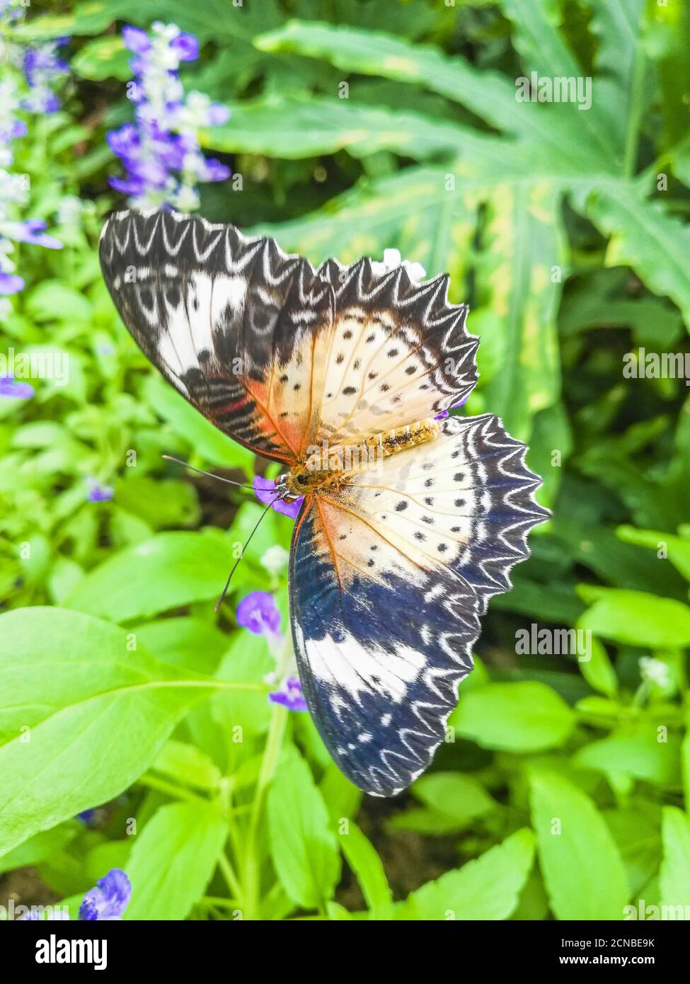 18. September 2020, Peking, Peking, China: Der BeijingÃ¯Â¼Å’CHINA-Butterfly Lovers Pavillon ist am 13. September 2020 im Beijing International Flower Port im Shunyi Bezirk zu sehen. Hier ist eine Reihe von Naturwissenschaft, Kulturtourismus, Freizeit und Unterhaltung in einem, um die romantische Begegnung zwischen Schmetterlingen und Blumen auszudrücken, die vier Jahreszeiten wie Frühling komfortable Umgebung. Die Schmetterlingskulturausstellung im Museum zeigt die enge Beziehung zwischen Schmetterlingen und menschlichem Leben. Die lebende Schmetterlingsausstellung ermöglicht es Besuchern, die wunderschöne Landschaft der Schmetterlinge zu erleben, die unter f fliegen Stockfoto