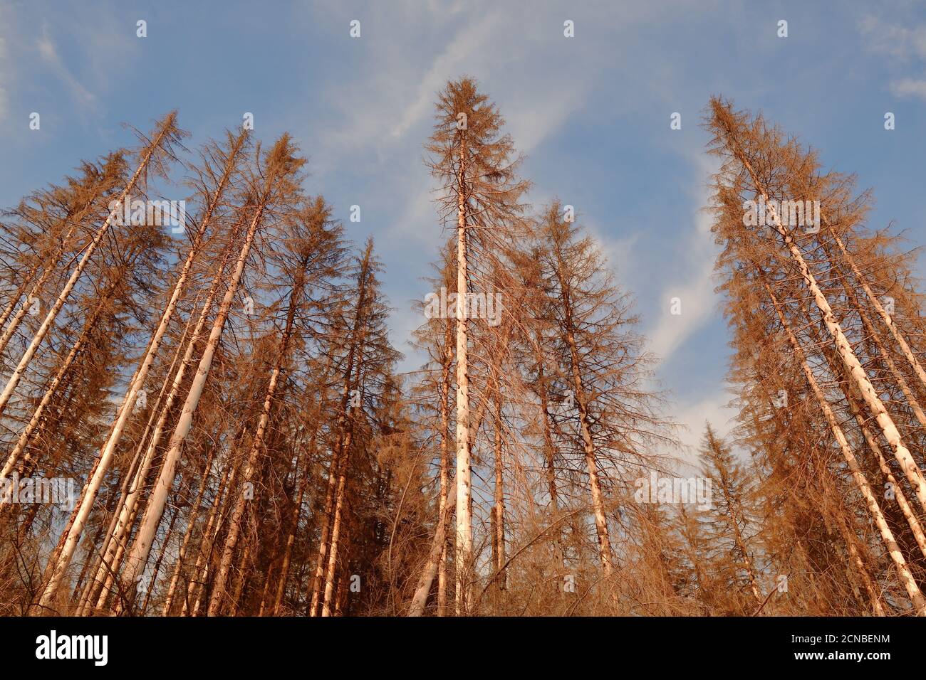 Wald von toten Bäumen. Waldstück im Nationalpark Harz, Deutschland. Absterbende Fichten, Dürre und Rindenkäfer-Befall, Spätsommer 2020. Stockfoto