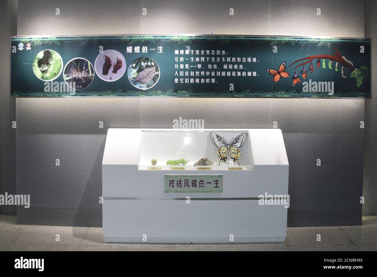 Peking, Peking, China. September 2020. BeijingÃ¯Â¼Å'CHINA-Butterfly Lovers Pavilion ist am Beijing International Flower Port im Bezirk Shunyi zu sehen, 13. September 2020. Hier ist eine Reihe von Naturwissenschaft, Kulturtourismus, Freizeit und Unterhaltung in einem, um die romantische Begegnung zwischen Schmetterlingen und Blumen auszudrücken, die vier Jahreszeiten wie Frühling komfortable Umgebung. Die Schmetterlingskulturausstellung im Museum zeigt die enge Beziehung zwischen Schmetterlingen und menschlichem Leben. Die lebende Schmetterlingsausstellung ermöglicht es Besuchern, die wunderschöne Landschaft der Schmetterlinge zu erleben, die unter f fliegen Stockfoto