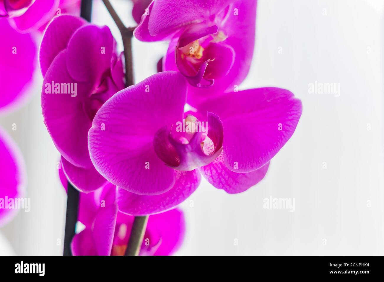 Coseup der blühenden violetten phalaenopsis Orchidee auf dem Fensterbrett. Hausgarten, exotische Pflanze Stockfoto