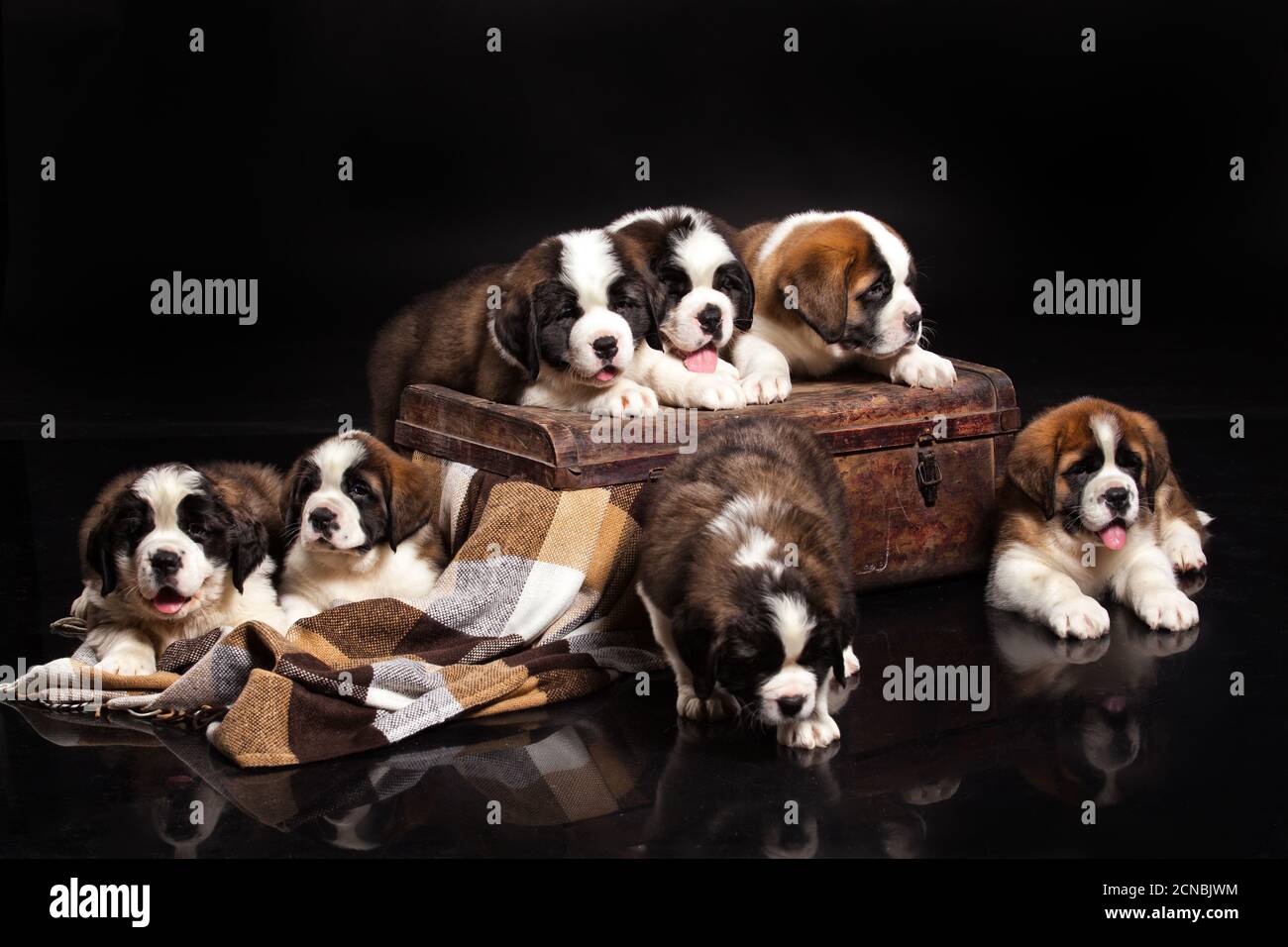 St. Bernard Puppies Stockfoto