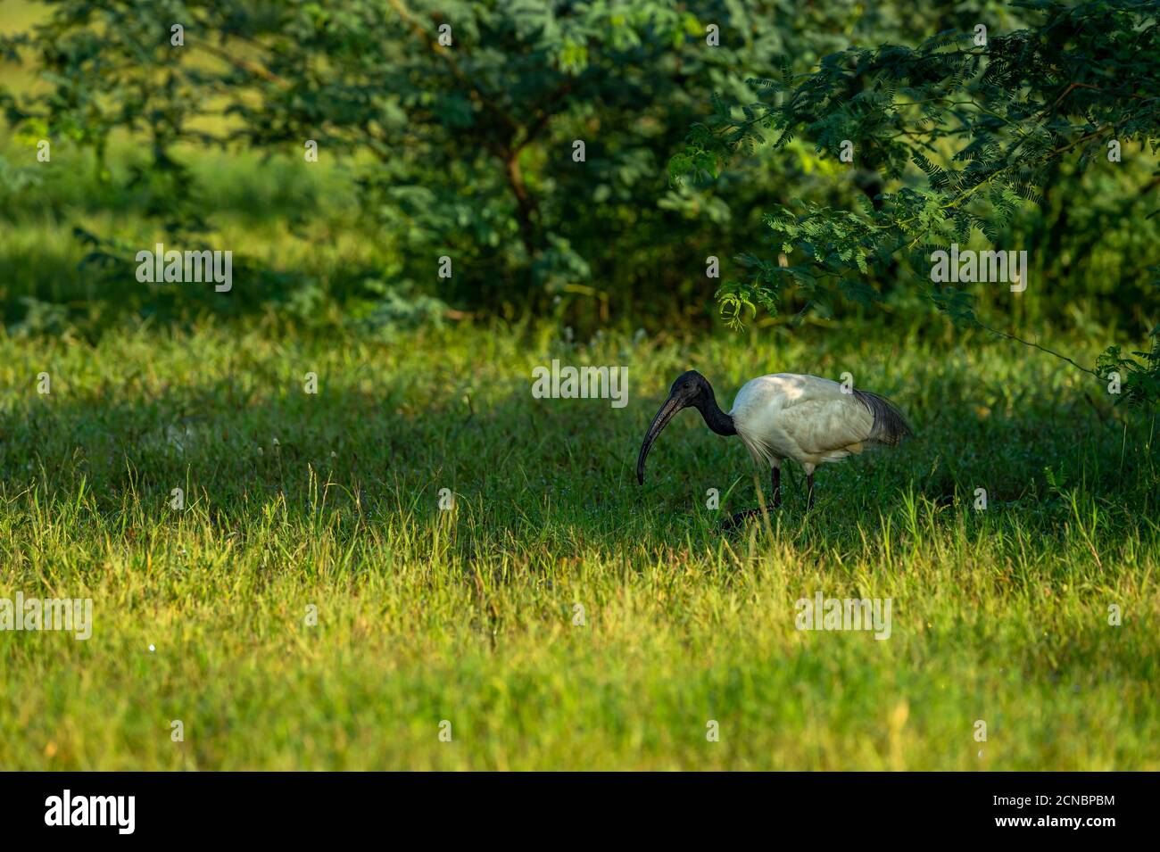 Schwarzer Kopf Ibis oder schwarzer Hals Ibis in Naturgrün Hintergrund in keoladeo ghana Nationalpark oder bharatpur Vogelschutzgebiet rajasthan indien - Thres Stockfoto