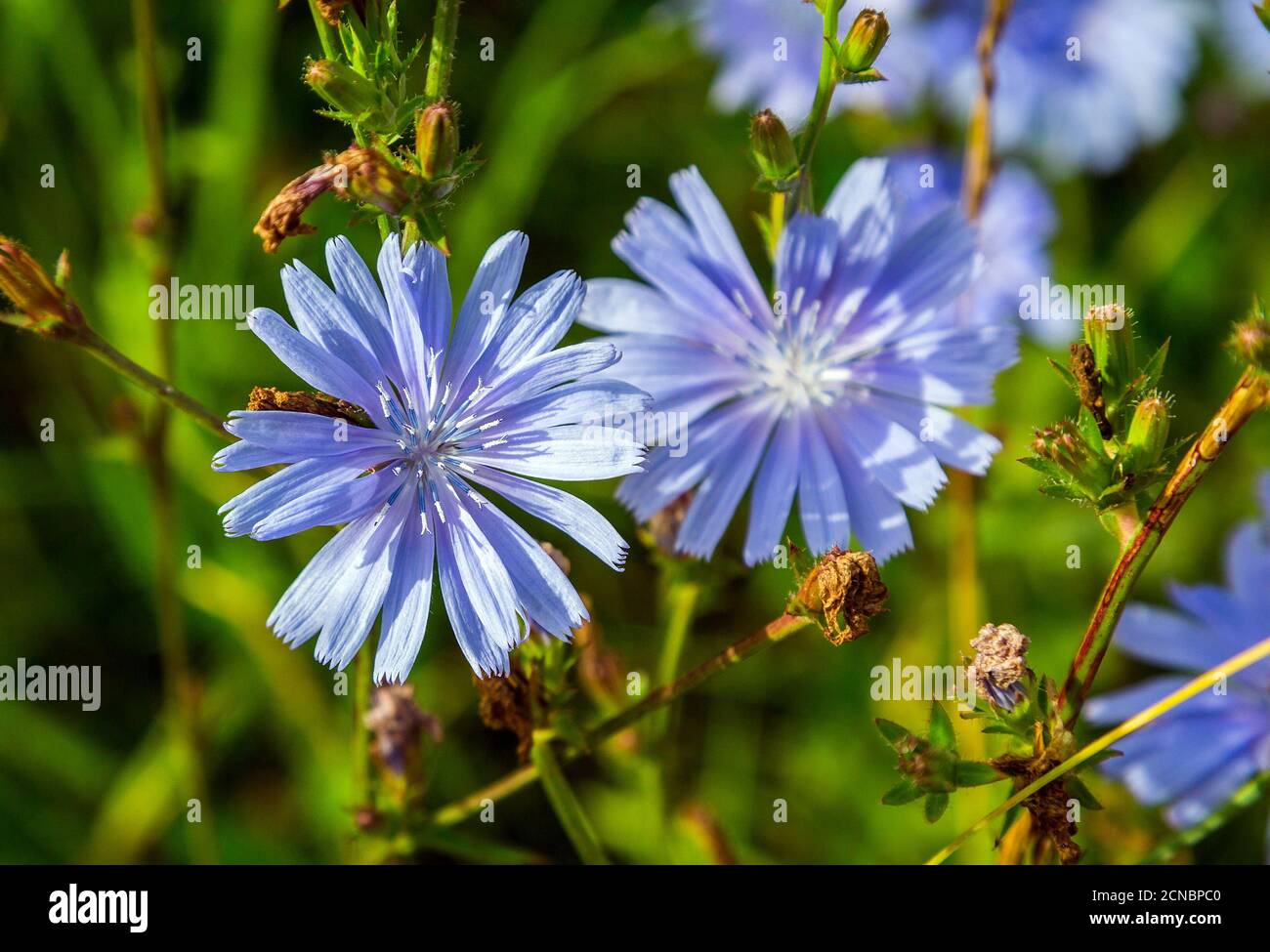 Gewöhnliche Zichorien-Pflanze Stockfoto